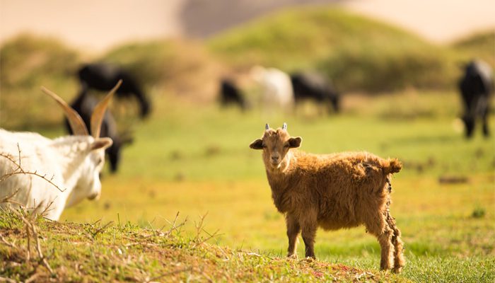 Gobi Desert | Summer | Animals and Livestock | Nomadic Expeditions