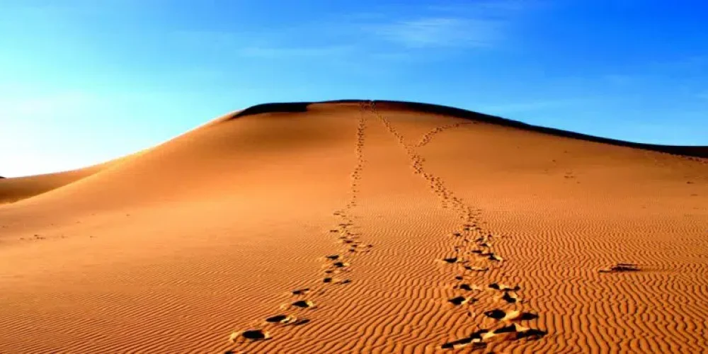 Nomadic Expeditions - From the Altai to the Gobi Featuring the Naadam Festival