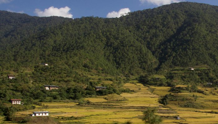 Rice fields of Bhutan