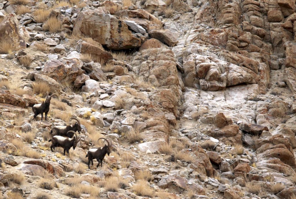 The Changthangi is a breed of cashmere goat native to the high plateaus of Ladakh in northern India. They can be seen here crossing a mountain pass.
