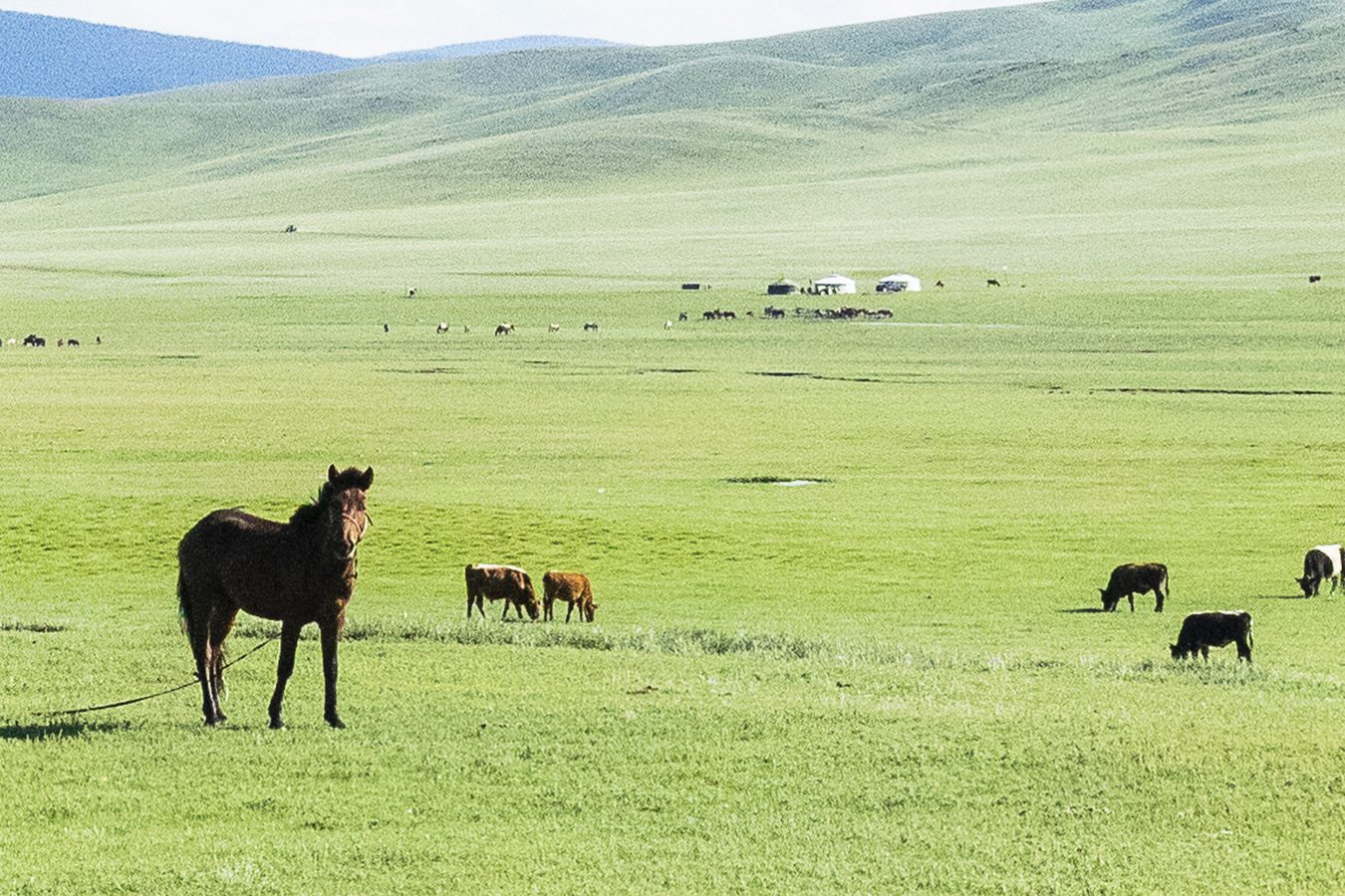 Central Mongolia - copyright - Ken Spence
