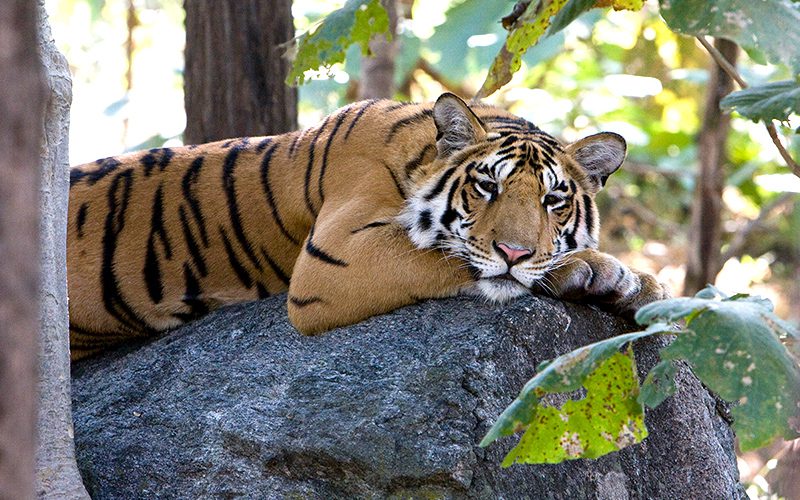 kanhaNP-young-royal-bengal-tiger-06-india-copyright-sanjay-saxena_WEB