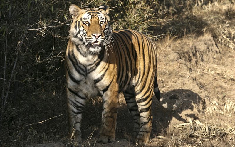 tiger-2-ranthambore-soshana-parets-photo