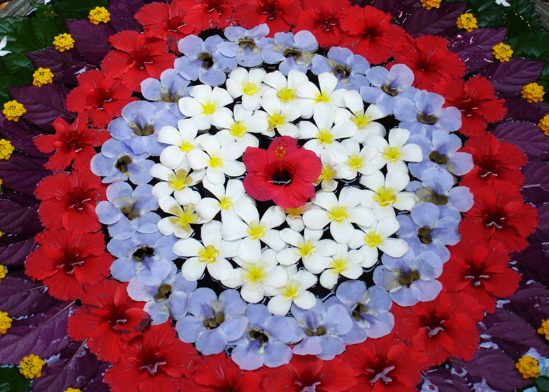 Colorful floral pookalam design made with hibiscus, plumeria, and other flowers for Onam festival in Kerala.
