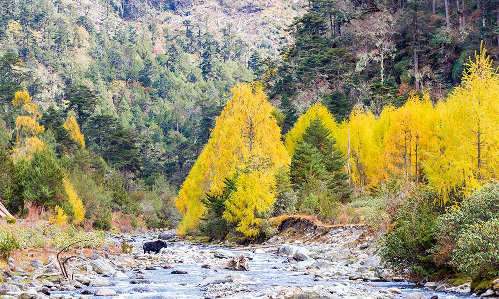BHUTAN Sakteng Wildlife Sanctuary
