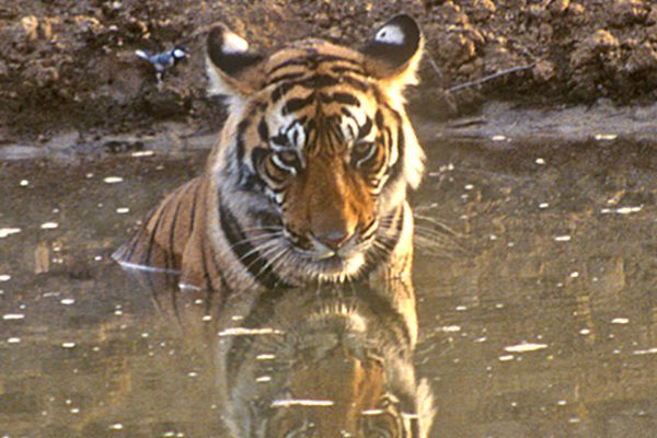 Day 10 bengal tiger cooling off India