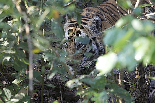 Day 7-9 royal bengal tiger India