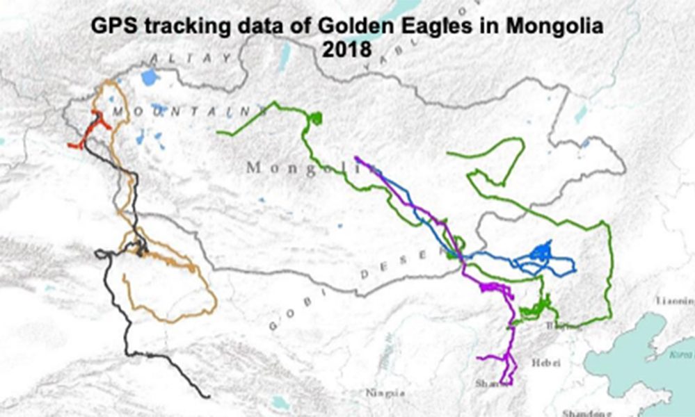 Protecting Golden Eagles: A Progress Update
