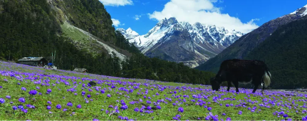 Best Cultural Places to Visit in India | National Parks & Natural Wonders
