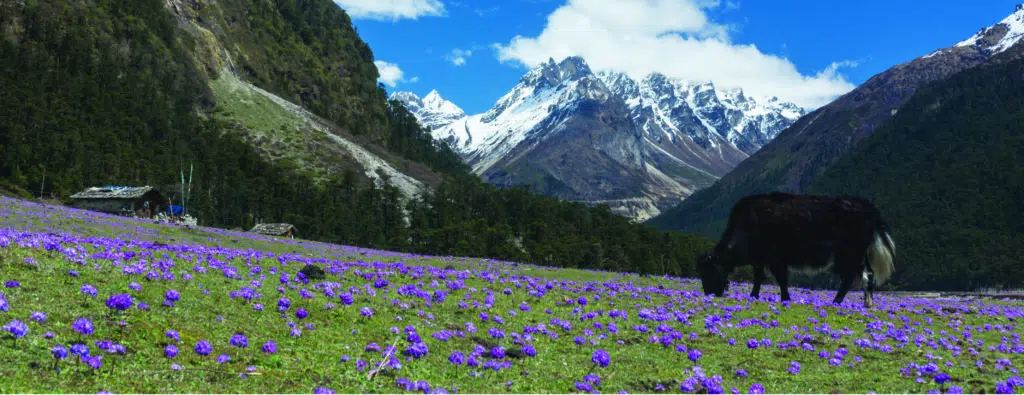 Best Cultural Places to Visit in India | National Parks & Natural Wonders
