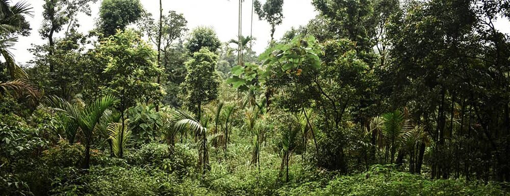 Very dense forest in India with green trees