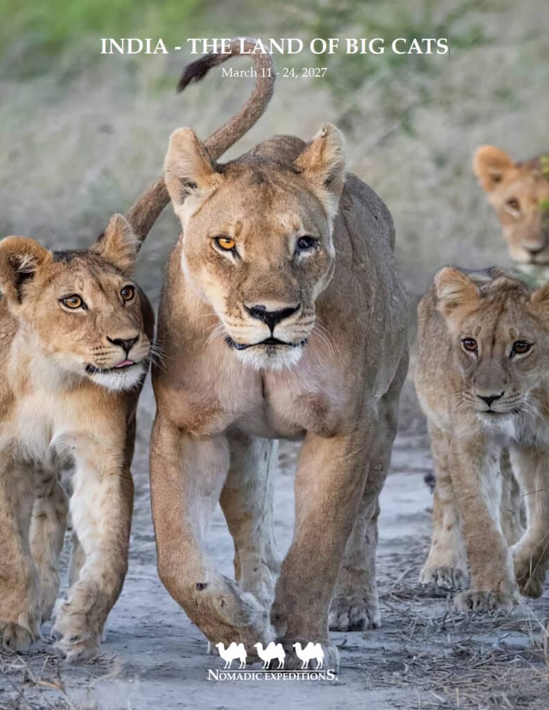 INDIA - THE LAND OF BIG CATS