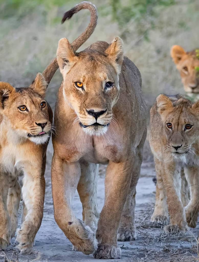 INDIA - THE LAND OF BIG CATS